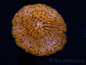 WYSIWYG Cycloseris sp Neon Arancione/Blu Punte 21 (Scheletro 4 cm - Aperto 4,5 cm)