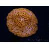 WYSIWYG Cycloseris sp Neon Arancione/Blu Punte 21 (Scheletro 4 cm - Aperto 4,5 cm)