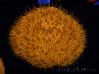 WYSIWYG Cycloseris sp Neon Orange 22 (6 cm)