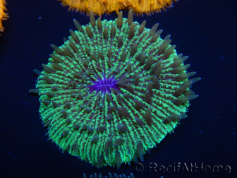 WYSIWYG - Cycloseris sp Neon Orange 14 (Skeleton 5- Open 5.5 cm)