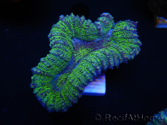 WYSIWYG - Lobophyllia sp 20 (Skeleton 4.5 cm)