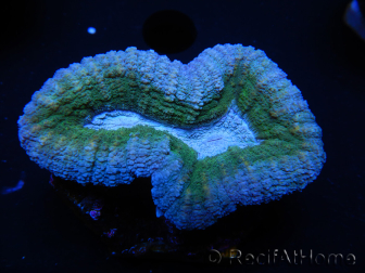 WYSIWYG Lobophyllia sp 7D3 (5.5 cm)