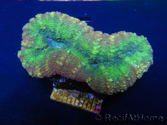 WYSIWYG Lobophyllia sp 7D2 (5 cm)