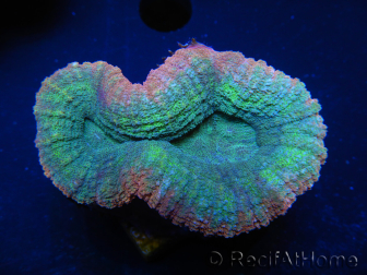 WYSIWYG Lobophyllia sp 7D1 (3 cm)