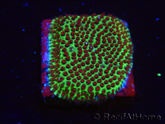 WYSIWYG RAH Red Eye Porites 12C1