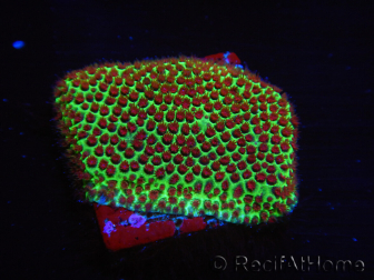 WYSIWYG RAH Red Eye Porites 12C2