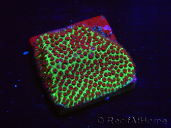 WYSIWYG RAH Red Eye Porites 12C3