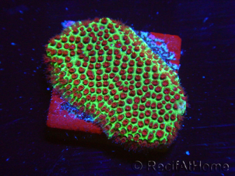 WYSIWYG RAH Red Eye Porites 12C5