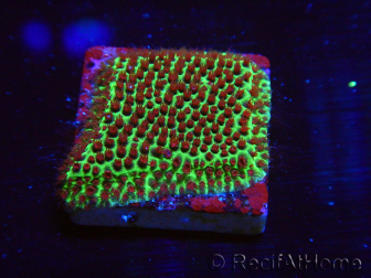 WYSIWYG RAH Red Eye Porites 12C6