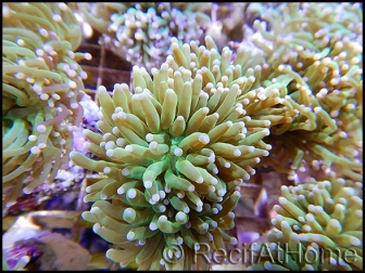 Euphyllia glabrescens verte pointe fluo M