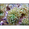 Euphyllia glabrescens verte pointe fluo M