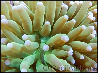 Euphyllia glabrescens verte pointe fluo M