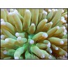 Euphyllia glabrescens verte pointe fluo M