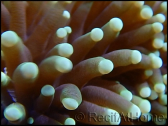 Euphyllia glabrescens pointes fluo green S