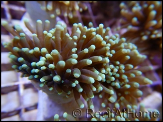 Euphyllia glabrescens pointes fluo green S