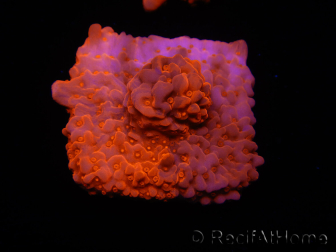 WYSIWYG Montipora Setosa Lila Grafted 11A6