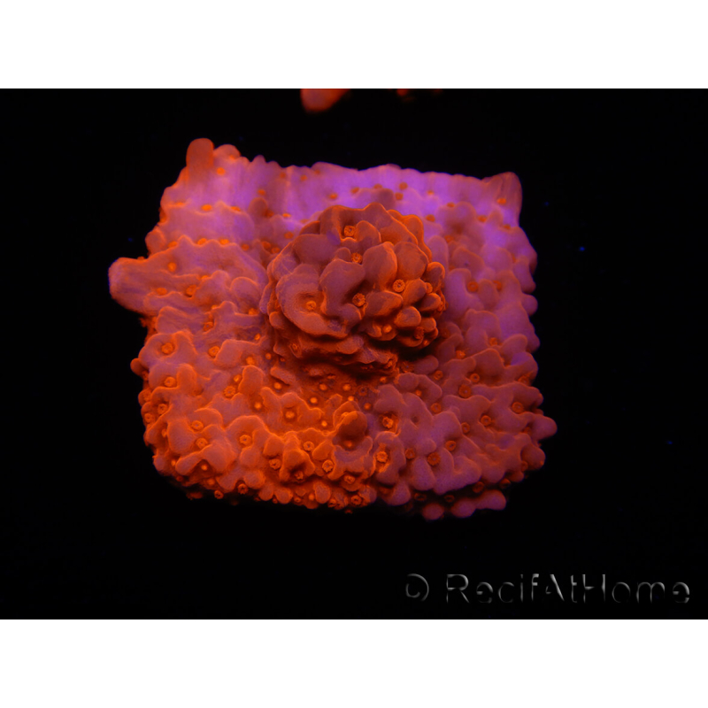 WYSIWYG Montipora Setosa Lila Grafted 11A6