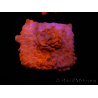 WYSIWYG Montipora Setosa Purple Grafted 11A6