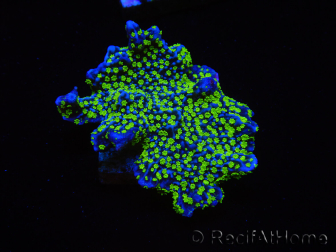 WYSIWYG Montipora hispida Hulk 11K4