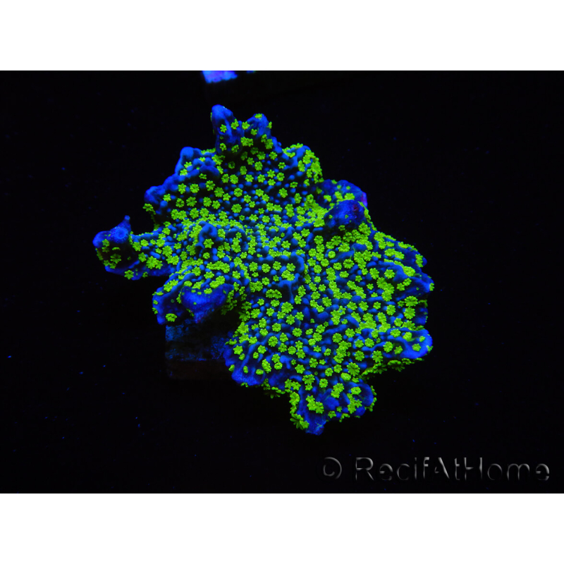 WYSIWYG Montipora hispida Hulk 11K4