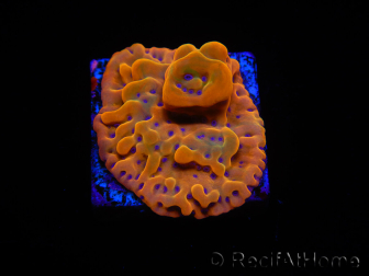 WYSIWYG RAH Montipora Orange Punch 11K8