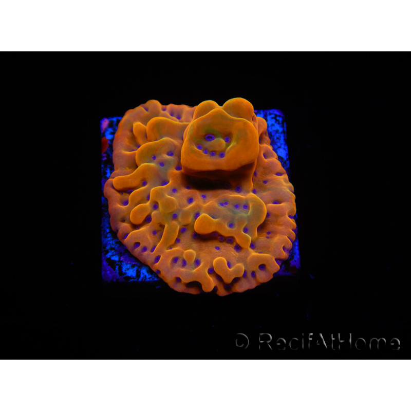 WYSIWYG RAH Montipora Orange Punch 11K8