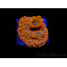 WYSIWYG RAH Montipora Orange Punch 11K8