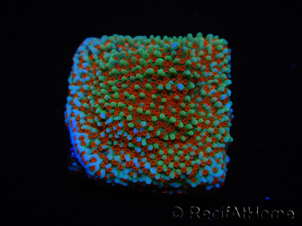 WYSIWYG Montipora Grinch 11L1