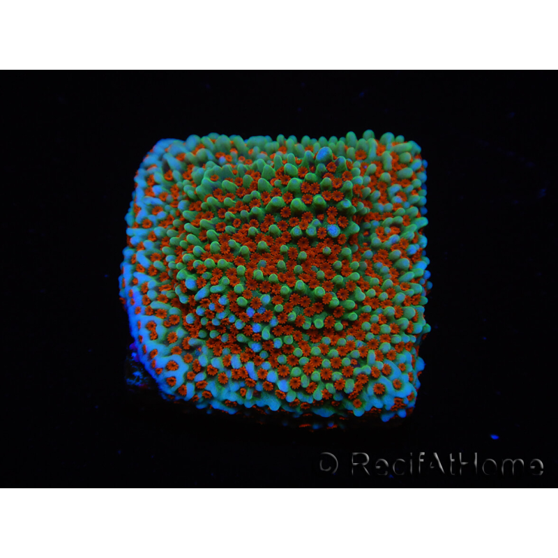 WYSIWYG Montipora Grinch 11L1