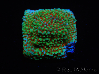 WYSIWYG Montipora Grinch 11L2