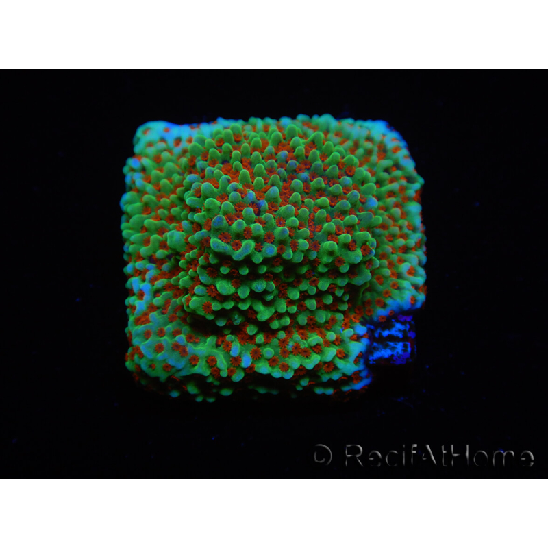 WYSIWYG Montipora Grinch 11L2