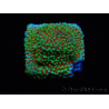 WYSIWYG Montipora Grinch 11L2