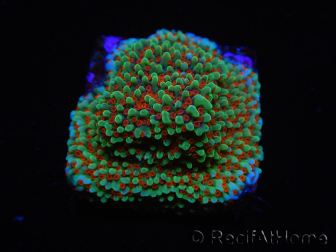 WYSIWYG Montipora Grinch 11L3