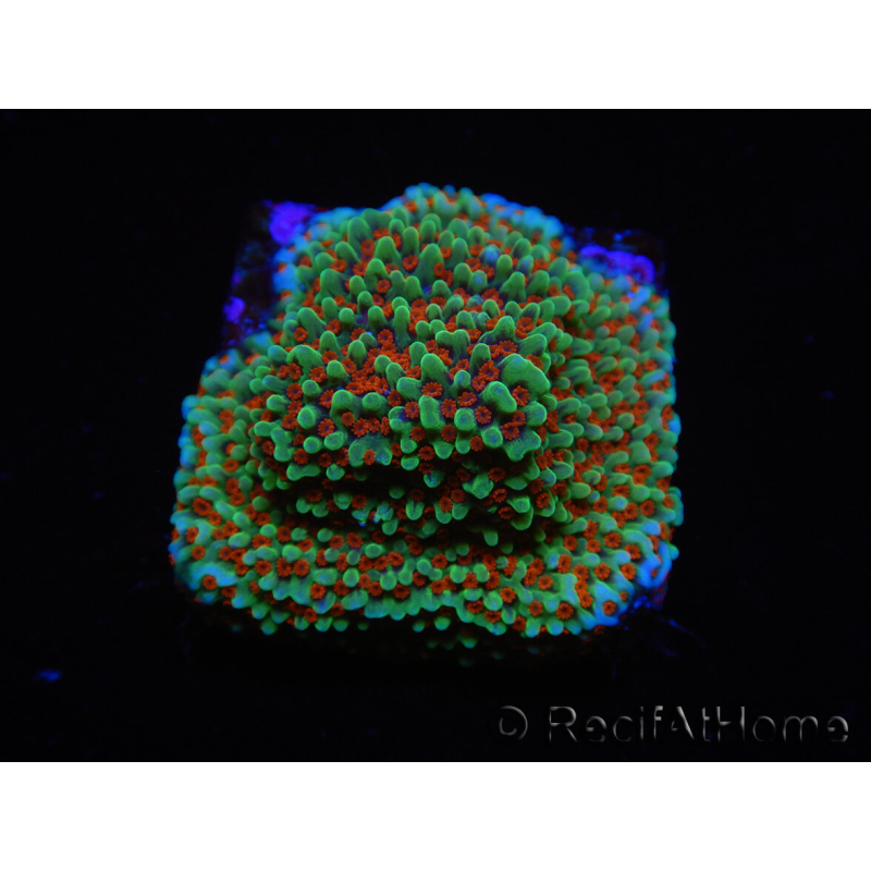 WYSIWYG Montipora Grinch 11L3