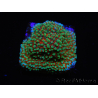 WYSIWYG Montipora Grinch 11L3