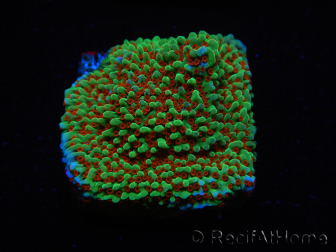 WYSIWYG Montipora Grinch 11L4