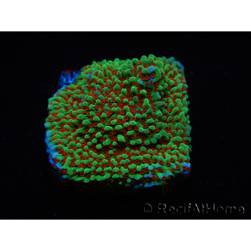 WYSIWYG Montipora Grinch 11L4