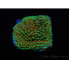 WYSIWYG Montipora Grinch 11L4