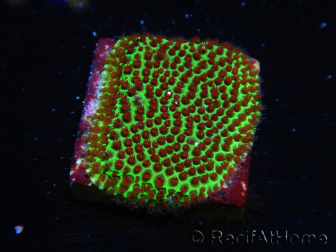 WYSIWYG RAH Red Eye Porites 12C1