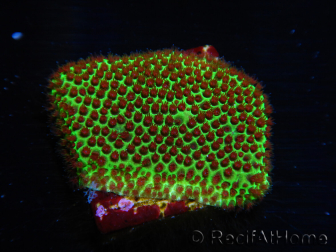 WYSIWYG RAH Red Eye Porites 12C2