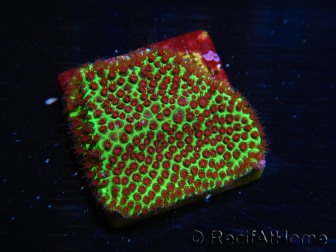 WYSIWYG RAH Red Eye Porites 12C3