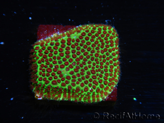 WYSIWYG RAH Red Eye Porites 12C4