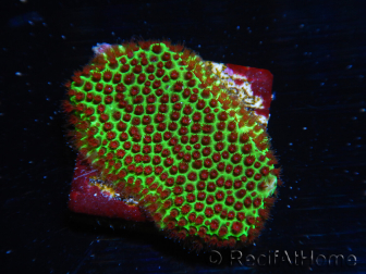 WYSIWYG RAH Red Eye Porites 12C5