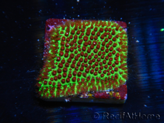 WYSIWYG RAH Red Eye Porites 12C6