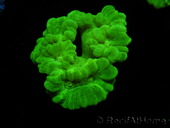 WYSIWYG Caulastrea furcata Yellow 12O1