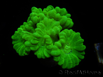 WYSIWYG Caulastrea furcata Yellow 12O4