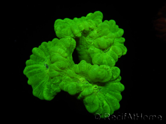 WYSIWYG Caulastrea furcata Yellow 12O6