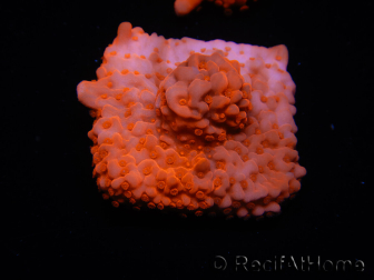 WYSIWYG Montipora Setosa Lila Grafted 11A6