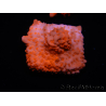 WYSIWYG Montipora Setosa Purple Grafted 11A6