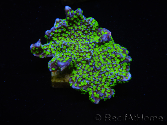 WYSIWYG Montipora hispida Hulk 11K4